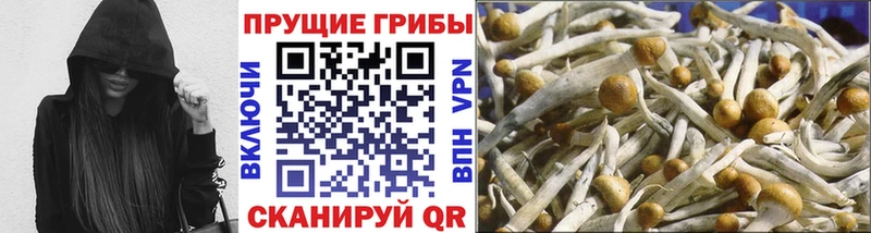 Купить где  Озёры  Псилоцибиновые грибы мицелий 